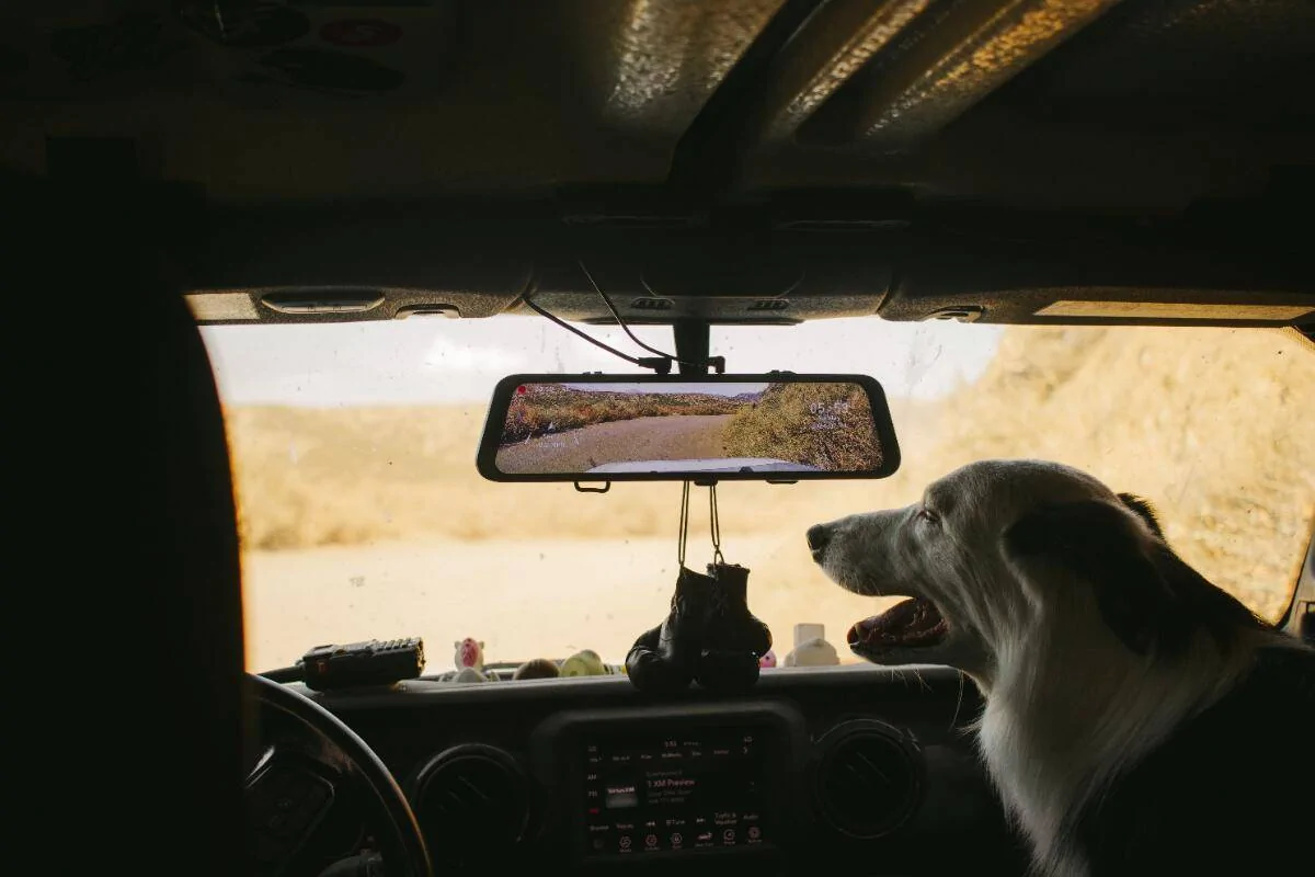 Jeep Recon EV Are You a Cat Person or a Dog Person? Copilot